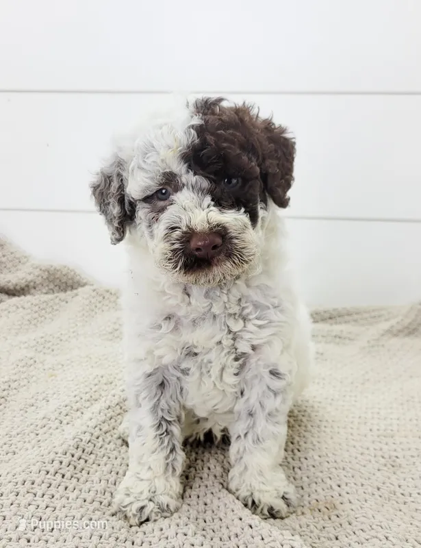 Gator – Portuguese Water Dog puppy for sale in Sugarcreek, OH