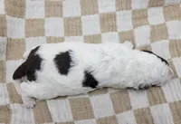 Gator, a male Portuguese Water Dog for sale in Sugarcreek, OH – Photo 4 of 4