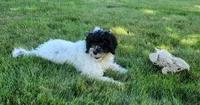Aria, a female Portuguese Water Dog for sale in Sugarcreek, OH – 8 of 10