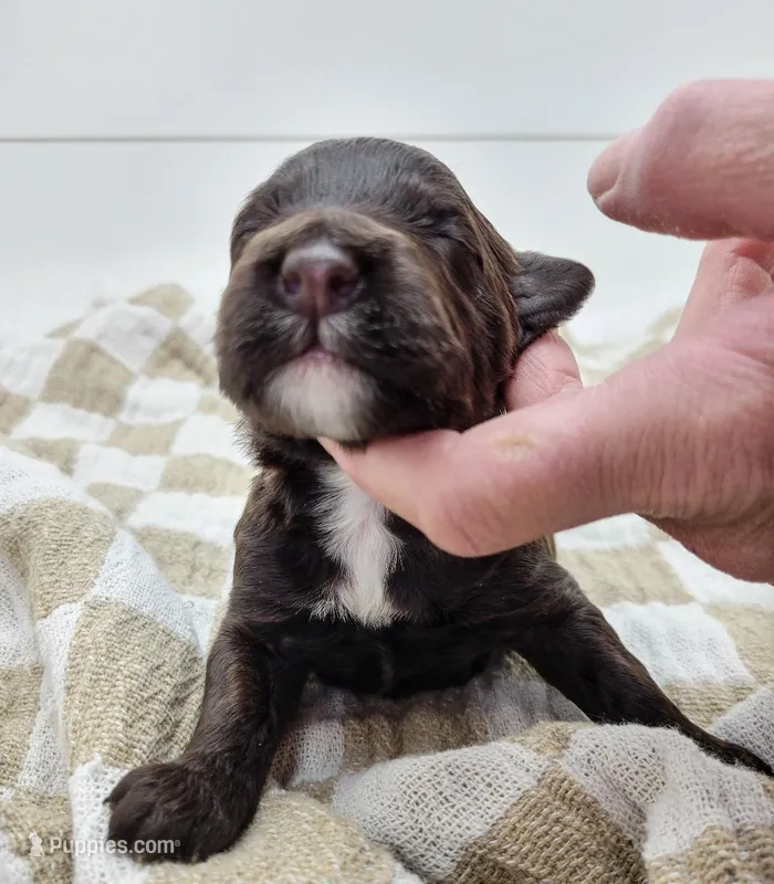 Illini – Portuguese Water Dog puppy for sale in Sugarcreek, OH