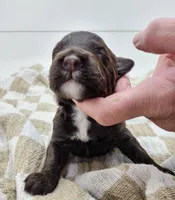 Illini, a female Portuguese Water Dog for sale in Sugarcreek, OH – Photo 1 of 4