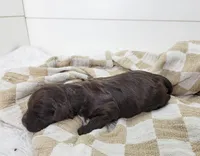Illini, a female Portuguese Water Dog for sale in Sugarcreek, OH – Photo 2 of 4