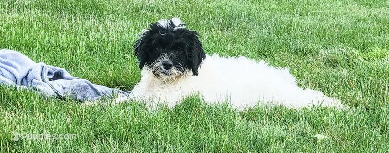 Aria – Portuguese Water Dog puppy for sale in Sugarcreek, OH