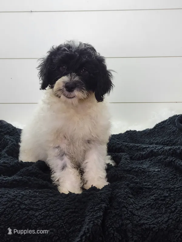 Aria – Portuguese Water Dog puppy for sale in Sugarcreek, OH