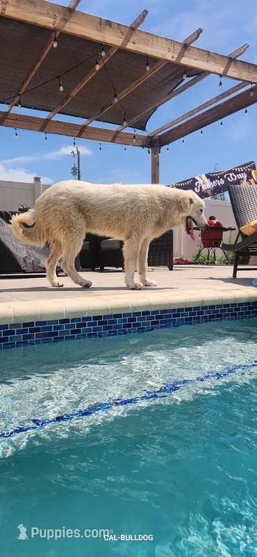 Luna – Great Pyrenees puppy for sale in Cape Coral, FL