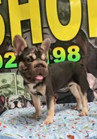 Choco, a male French Bulldog for sale in Cape Coral, FL – 2 of 2