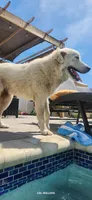 Luna, a female Great Pyrenees for sale in Cape Coral, FL – 2 of 5