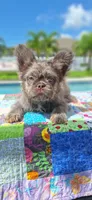 Tommy, a male French Bulldog for sale in Cape Coral, FL – 3 of 3