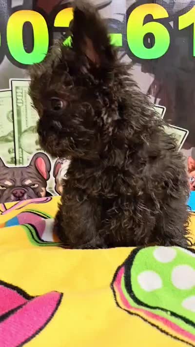 Yogi, a male French Bulldog for sale in Cape Coral, FL – 3 of 3