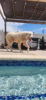 Luna, a female Great Pyrenees for sale in Cape Coral, FL – 4 of 5