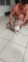 Lala , a female American Bully for sale in Cape Coral, FL – 3 of 3