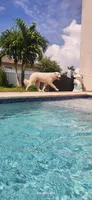 Luna, a female Great Pyrenees for sale in Cape Coral, FL – 3 of 5