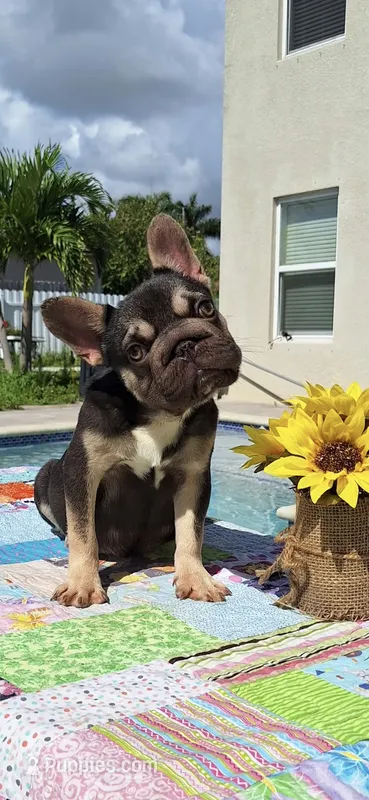 Choco – French Bulldog puppy for sale in Cape Coral, FL