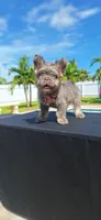 Tommy, a male French Bulldog for sale in Cape Coral, FL – 2 of 3