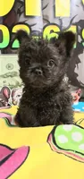 Yogi, a male French Bulldog for sale in Cape Coral, FL – 2 of 3