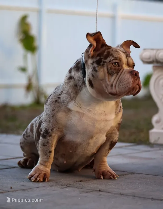 Lala  – American Bully puppy for sale in Cape Coral, FL