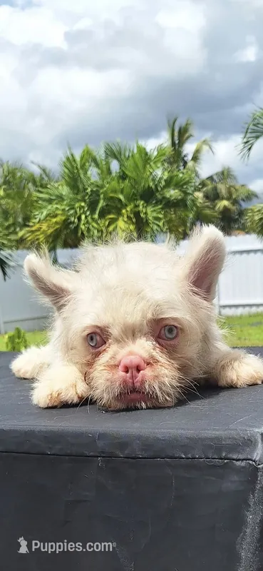 Pinky – French Bulldog puppy for sale in Cape Coral, FL
