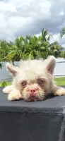 Pinky, a male French Bulldog for sale in Cape Coral, FL – 1 of 3