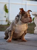 Lala, a female American Bully for sale in Cape Coral, FL – 3 of 3