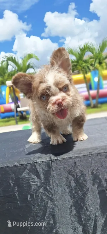 Loky – French Bulldog puppy for sale in Cape Coral, FL