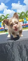 Loky, a male French Bulldog for sale in Cape Coral, FL – 1 of 2