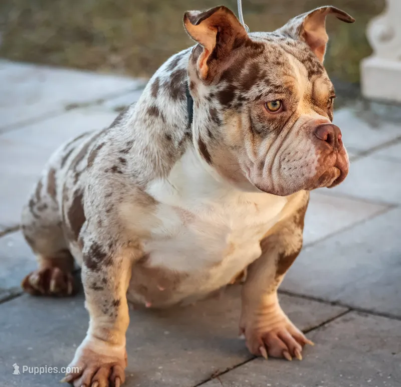 Lala – American Bully puppy for sale in Cape Coral, FL