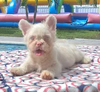 Pinky, a male French Bulldog for sale in Cape Coral, FL – 2 of 3