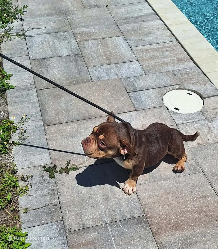 Linda  – American Bully puppy for sale in Cape Coral, FL
