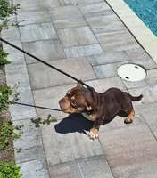 Linda , a female American Bully for sale in Cape Coral, FL – 1 of 1