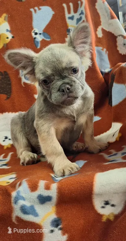 Lady – French Bulldog puppy for sale in Cape Coral, FL