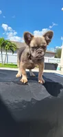 Lady, a female French Bulldog for sale in Cape Coral, FL – Photo 2 of 2