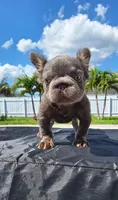 Boy, a male French Bulldog for sale in Cape Coral, FL – Photo 2 of 4