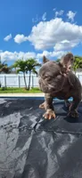 Boy, a male French Bulldog for sale in Cape Coral, FL – Photo 4 of 4