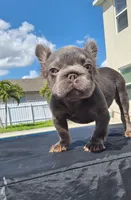 Boy, a male French Bulldog for sale in Cape Coral, FL – Photo 1 of 4