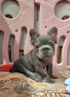 Boy, a male French Bulldog for sale in Cape Coral, FL – Photo 3 of 4