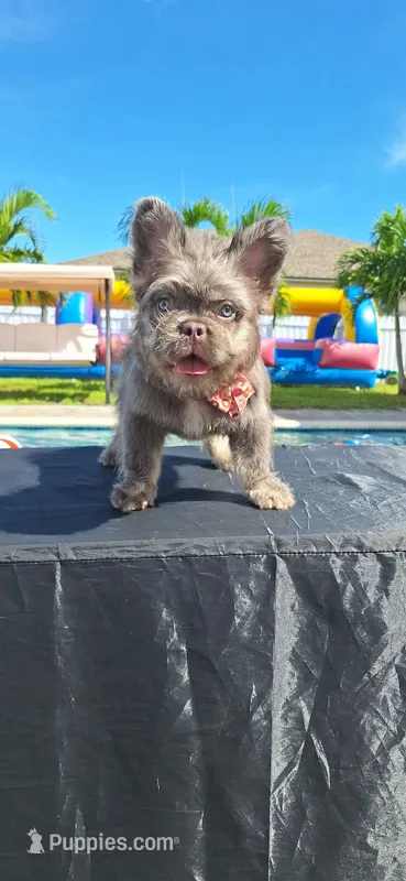 Tommy – French Bulldog puppy for sale in Cape Coral, FL
