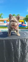 Tommy, a male French Bulldog for sale in Cape Coral, FL – 1 of 3