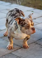 Lala, a female American Bully for sale in Cape Coral, FL – 2 of 3