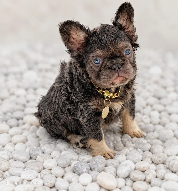 Bella – French Bulldog puppy for sale in Cape Coral, FL