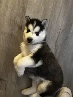 Winnie, a female Siberian Husky for sale in Centerton, AR – Photo 2 of 3