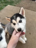 Winnie, a female Siberian Husky for sale in Centerton, AR – Photo 3 of 3