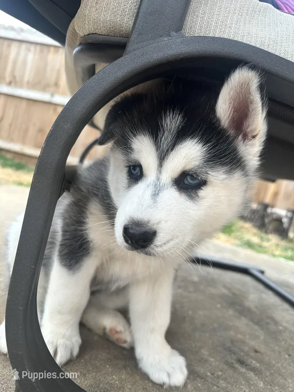 Winnie – Siberian Husky puppy for sale in Centerton, AR