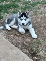 Gabbie, a female Siberian Husky for sale in Centerton, AR – Photo 3 of 3