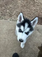Gabbie, a female Siberian Husky for sale in Centerton, AR – Photo 2 of 3