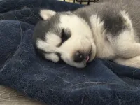 Gabbie, a female Siberian Husky for sale in Centerton, AR – Photo 1 of 3