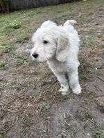 Olaf, a male Goldendoodle for sale in Miami, FL – Photo 6 of 6