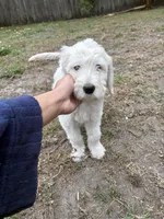 Olaf, a male Goldendoodle for sale in Miami, FL – Photo 5 of 6