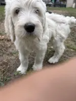 Olaf, a male Goldendoodle for sale in Miami, FL – Photo 3 of 6