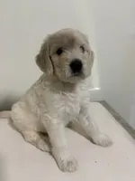 Olaf, a male Goldendoodle for sale in Miami, FL – Photo 4 of 6