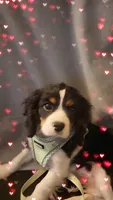 Rex, a male Cavalier King Charles Spaniel for sale in Toledo, OH – Photo 1 of 5